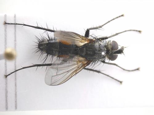 Réf. 188 498 : Eriothrix rufomaculata